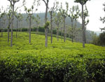 Hills of South India