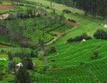 Hills of South India