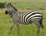 Kenya Safari