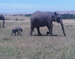Kenya Safari