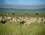 Kenya Safari