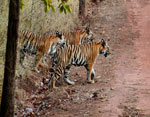 Madhya Pradesh