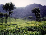 Colors of South India